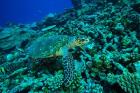 Sea tutle, Southern Maldives, Indian Ocean