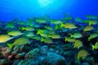 Schooling Bluestripped Snappers, North Huvadhoo Atoll, Southern Maldives, Indian Ocean