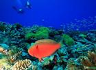 Sheephead Parrotfish, North Huvadhoo Atoll, Southern Maldives, Indian Ocean