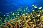 Schooling Damselfish, North Huvadhoo Atoll, Southern Maldives, Indian Ocean