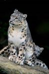 Snow Leopard, Uncia uncia, Panthera uncia, Asia