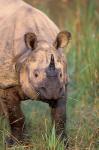 Asia, Nepal, Royal Chitwan NP. Indian rhinoceros