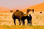Oman, Rub Al Khali desert, camels, mother and calves