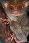 Asia, Philippines, Tarsier