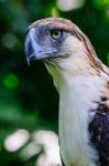 Philippine Eagle