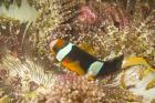 Clark's Anemonefish, Philippines