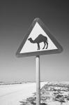 Qatar, Al Zubarah. Camel Crossing Sign-Road to Al-Zubarah NW Qatar