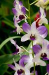 Flowers in National Orchid Garden, Singapore