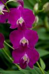 Singapore. National Orchid Garden - Pink Orchids
