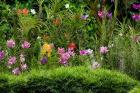 Flower Bed, National Orchid Garden, Singapore