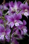 Singapore. National Orchid Garden - Purple/White Orchids