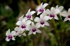 Singapore. National Orchid Garden - White Orchids