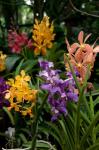 Singapore. National Orchid Garden - Multi colored Orchids