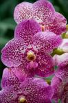 Singapore. National Orchid Garden - spotted Orchids