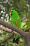 Singapore Colorful Green Parrot