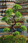Bonsai tree in front of chedi, Wat Pho, Bangkok, Thailand
