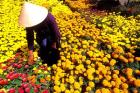 Beautiful Graphic with Woman in Straw Hat and Colorful Flowers Vietnam Mekong Delta