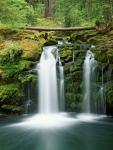 View of Whitehorse Falls, Umpqua National Forest, Oregon