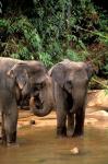 Asian Elephants in Khao Yi National Park, Thailand