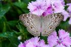 Thailand, Khon Kaen, grey Pansy butterfly