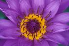 Purple and Yellow Lotus Flower, Bangkok, Thailand