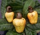 Cashew Nuts, Thailand