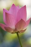 Bloom of Lotus Flower, Bangkok, Thailand