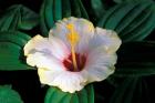 Hibiscus flower, Bangkok, Thailand