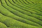 Tea field in Rize, Black Sea region of Turkey