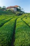 Tea field in Rize, Black Sea region of Turkey