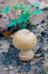 Wild mushroom growing from forest detritus