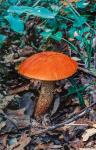 Orange wild mushroom