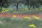 Rural Landscape and Wildflowers, Cappadocia, Turkey