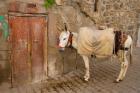 Donkey and Cobbled Streets, Mardin, Turkey