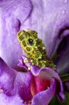 Close-up of mossy tree frog on flower, Vietnam