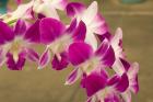 Cambodia, Phnom Penh, Royal Palace, Orchids