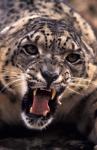 Tibet, Snow Leopard, captive