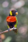 Australia Rainbow Lorikeet bird