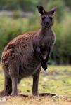 Western Grey Kangaroo in its Brown Phase, Australia