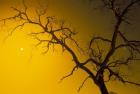 Tree, Outback, Australia