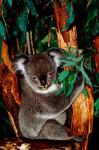 Koala on Eucalyptus, Featherdale Wildlife Park, Sydney, Australia