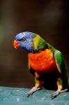 Australia, Queensland, Rainbow lorikeet bird