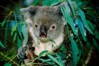 Koala Eating, Rockhampton, Queensland, Australia