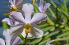 Jenny's Orchid Garden 1, Darwin, Australia