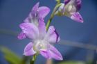 Orchids With Water Droplets, Darwin, Australia