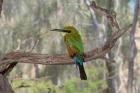 Australia, Alice Springs Alice Springs Desert Park Rainbow Bee-Eater