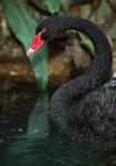 Australia, Black Swan (Cygnus atratus)