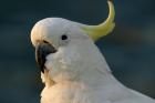 Cockatoo, Sydney Harbor, Australia