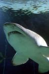 Shark at Manly Aquarium, Sydney, Australia