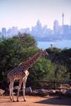 Giraffe, Taronga Zoo, Sydney, Australia